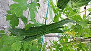 करेला एक पोषक पावरहाउस Karela In English में Bitter Melon के नाम से जाना जाता है