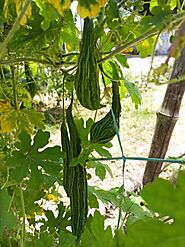 Bitter Gourd In Hindi में जाने दुनिया को हैरान कर देने वाले इसके फ़ायदे