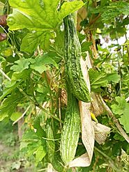 Bitter Melon करेला: एक अद्वितीय सब्ज़ी और स्वास्थ्य का खजाना