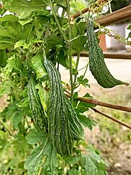 Bitter Gourd: जिसके फायदे जानकर आप भी हो जाएंगे इसके दीवाने!