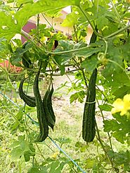 Bitter Gourd Plant को ऐसे उगाये और पायें दस गुना ज्यादा पैदावार