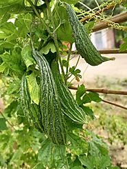 करेला ( Karela ) स्वस्थ्य के लिए इतना फायदेमंद जानकर हैरानी होगी