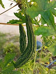हैरान करने वाले हेल्थ Benefit Of Bitter Gourd