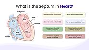 What is the Septum in Heart?