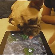 17 Dumb Animals Who Think the TV is Real Try showing an animal these GIFs just to see what happens.21 Best GIFs Of Al...