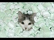 Cats Playing in Packing Peanuts