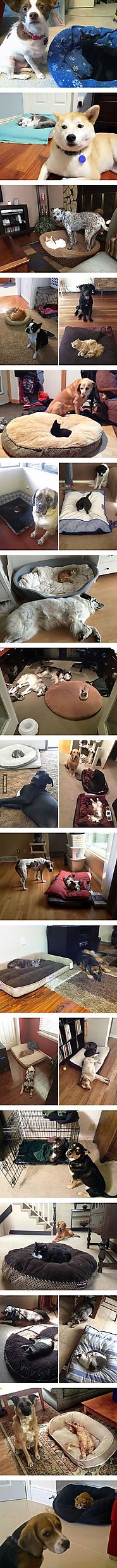 22 Dog Beds Stolen By Kitties