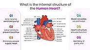 What is the Internal Structure of the Human Heart?