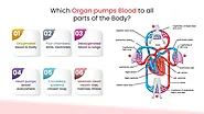 Which Organ pumps Blood to all parts of the Body?