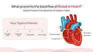 What prevents the backflow of blood in heart? -