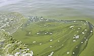 Ohio calls on neighbours for help as Lake Erie turns green