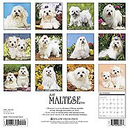 Maltese Dog Care | Shopping