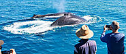 Amazing Whale Watching Experiences In Broome