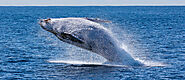 Which is the best place to see whales in WA?