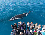 Pre-Season Sale Now On For Whale Watching Tours In Sydney