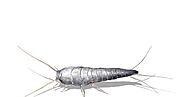 4 Things You Need to Know about Silverfish Infestations to Keep Your Home Pest-Free