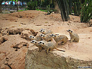 Xiangjiang Safari Park: Holiday for some, ordeal for others