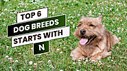 Top 6 Dog Breed Starts With N - PetHealthMatter