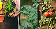 What Causes Tomato Plants to Bloom but Not Produce Tomatoes? RASNetwork Gardening