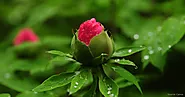 Peony Growth Stages Pictures - RASNetwork Gardening