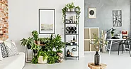 30 Best Indoor Plants for the Living Room (Low-Maintenance, Air Purifying)