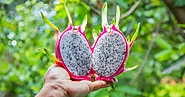 Growing Dragon Fruit From Cuttings: A Detailed Guide