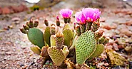 How Fast Do Prickly Pear Cactus Grow? - RASNetwork Gardening