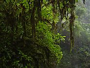 Save the Amazon Rainforest - Information and News About the Amazon Rainforest