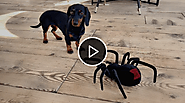 How do our dogs react to giant spider? - Sufes Pets