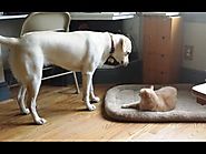Cats Stealing Dog Beds Compilation 2015 [NEW]