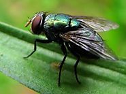 Blowfly maggots provide physical evidence for forensic cases
