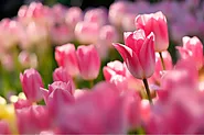 Hoa tulip: Ý nghĩa, giá thành và cách bố trí cho nội ngoại thất