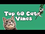 Feline Vines: Funny Cat Vines
