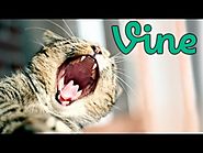 Funny and Cute Cat Vines - Funny Cats Videos 2015