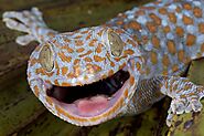 10 Types Of Geckos In Florida - Curb Earth