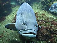 16 Animals With Big Lips - Curb Earth