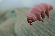 We finally know how tardigrades mate - Curb Earth
