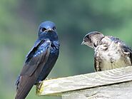 16 Black Birds With Blue Heads - Curb Earth