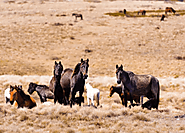 14,000 Feral Horses To Be Culled In Australia As Aerial Shooting Method Reinstated - Curb Earth