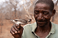 Honey-Hunting Birds And Humans Work Together And Know Each Other’s Calls - Curb Earth