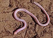 10 Animals That Slither - Curb Earth