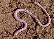 10 Animals That Slither - Curb Earth
