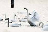 16 Most Beautiful White Birds In The World - Curb Earth