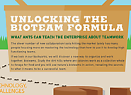 What Ants Can Teach the Enterprise About Teamwork