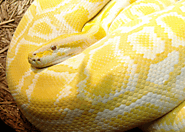 Can Python be used for automation testing?