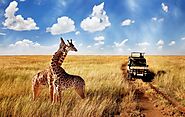 Top Reasons to Consider Tanzania Wildlife Safaris
