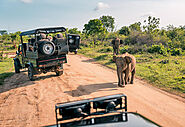 Wildlife in Kenya: What Animals Will You See on Safari? | Jokotta Discoveries