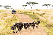 Safari in Tanzania: For An Encounter in the Wild Side of Africa | Jokotta Discoveries