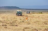 iframely: Discover the Untamed Beauty: A Wildlife Safari Adventure in Tanzania