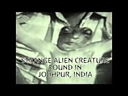 Strange Alien Creature Found In Jodhpur, India August 2015